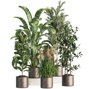 Indoor Plant Set 43