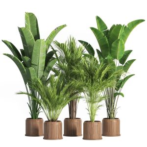 Indoor Plant Set 42