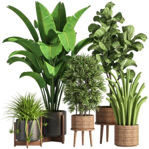 Indoor Plant Set 45