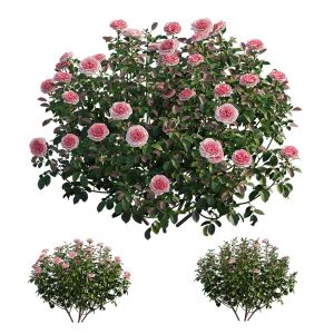 Rose Plant Set 28