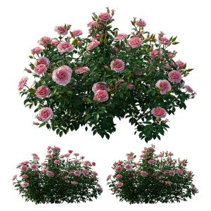 Rose Plant Set 25