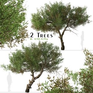 Set of Mountain Mahogany Tree ( Cercocarpus )