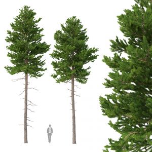 Picea Abies Set 2 - 2 In 1