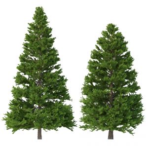 Picea Abies Set 3 - 2 In 1