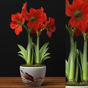 Red Amaryllis