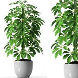 Schefflera Plants 36