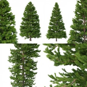 Picea Abies Set 4 - 3 in 1