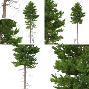 Picea Abies Set 5 - 3 in 1