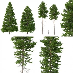 Picea Abies Set 6 - 6 in 1