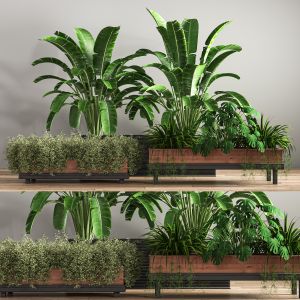 Indoor Plant Set 11