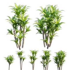 Dracaena Corn Plant Set 04