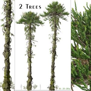 Set of Araucaria araucana Tree (Chilean pine)