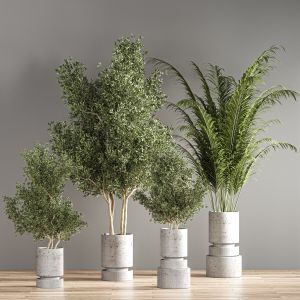 Indoor Plant Set 14