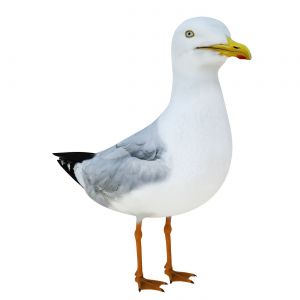 Seagull