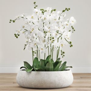 Orchid Arrangement