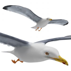 Seagull Flying