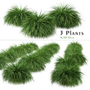 Set Of Hakonechloa Plant ( Japanese Forest Grass )