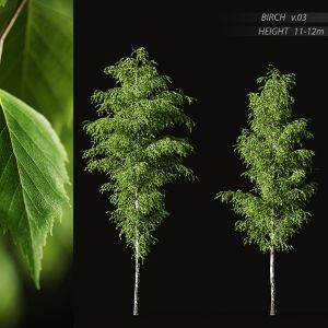 Birch v.03 (11-12m)