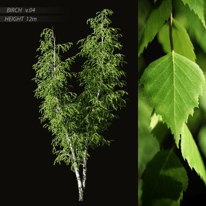 Birch v.04 (12m)