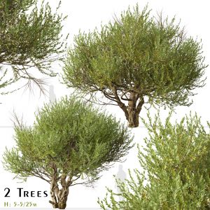 Set Of Olive Tree ( European Olive ) ( 2 Trees )