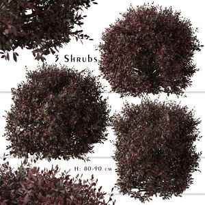 Set of Pittosporum Purpureum Shrubs (Kohuhu Shrub)