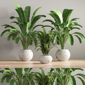 Indoor Plant Set 16