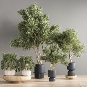 Indoor Plant Set 17