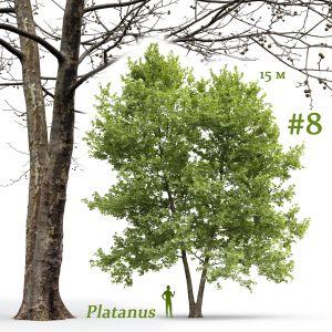 Plane-tree Sycamore Platanus #8