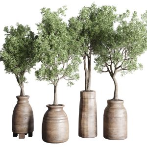 Collection Indoor Plant 151 Old Wooden Vase Tree