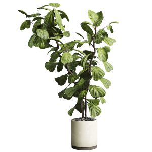 Indoor Plant 149 Plant  Ficus Lyrata Concrete Vase