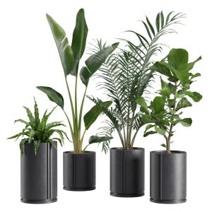 Indoor Plants Pack 27