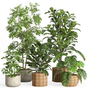 Indoor Plant Set 33-concrete And Rattan