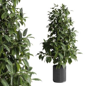 Indoor Plant 295 Pot Plant Concrete Dirt Vase