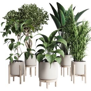 Collection Indoor Plant 294 Ficus Palm Ravenala Wo