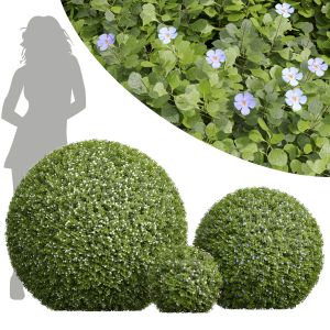 Bacopa Diffusa Sutera Sphere 3bush