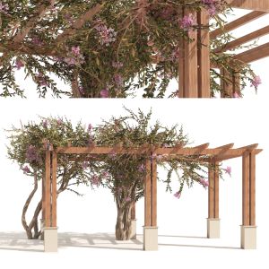 Crape Myrtle Pergola