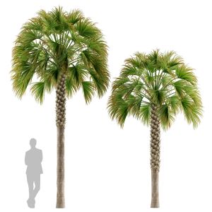 Sabal Palmetto Cabbage Palm