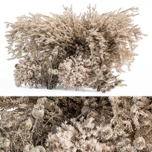 Pampas Bush Dried - Bush Set 57