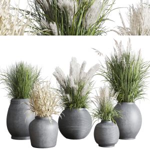 Plant Set 128 Pampas Grass Flowerpot Outdoor