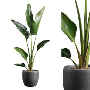 Potted Strelitzia Nicolai