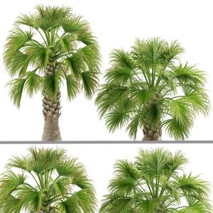 Sabal Palmetto Cabbage Palm-02