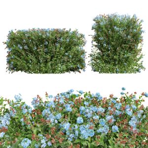 Ceratostigma Plumbaginoides Bleiwurz Box