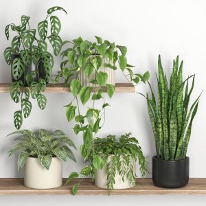 Plants On Shelf 05