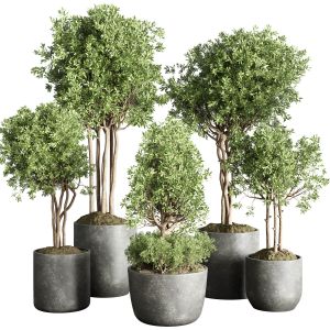 Collection Indoor Outdoor Plant 145 Plant Tree Vas