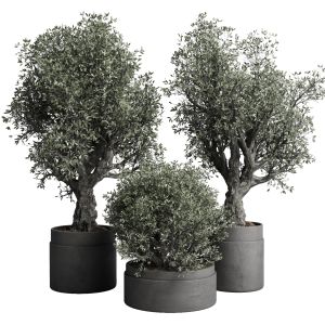 Collection Outdoor Plant 129 Pot Old Olive Tree Co