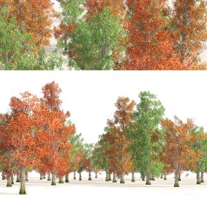 Acer Saccharum Summer Autumn Forest Trees