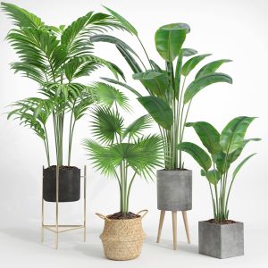 Indoor Plant Set002