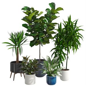 Houseplant 78