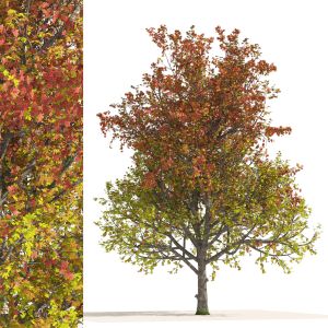 3 Colored Autumn Mountain Maple Tree