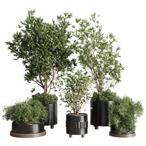 Indoor Plant Set 298 Concrete Vase Plant Tree Bush